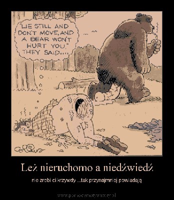 niedzwiedz.jpg