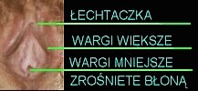 lechtaczka.jpg