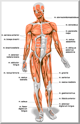 muscles.gif