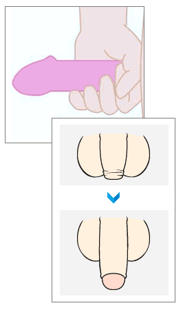 rozmiary męskiej penisa narządów płciowych)