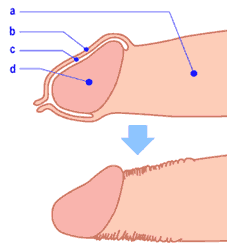 rozmiary męskiej penisa narządów płciowych